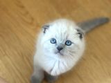 BLUE POİNT YAVRULARIMIZ YUVASINI ARIYOR