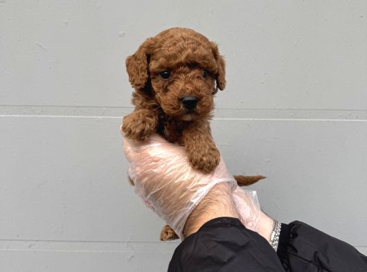 Gerçek Toy Poodle Bebekleri̇mi̇z görsel