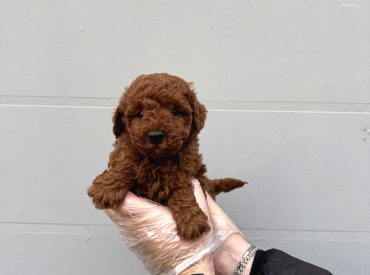 Gerçek Toy Poodle Bebekleri̇mi̇z görsel