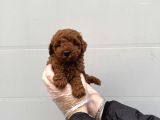 Gerçek Toy Poodle Bebekleri̇mi̇z