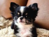 Irk-Sağlık Garantili Chihuahua Bebekler Teslime Hazır