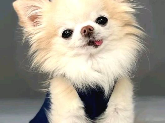 Irk-Sağlık Garantili Chihuahua Bebekler Teslime Hazır görsel