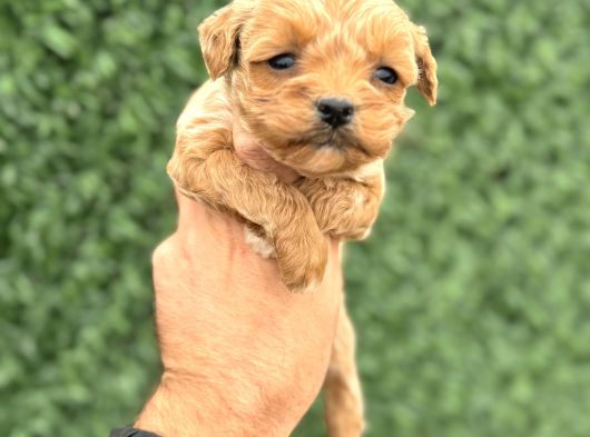 Core Tecup Toy Poodle Bebekler görsel
