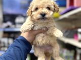 Maltipoo Miniklerimiz Kg Garantili
