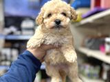 Maltipoo Miniklerimiz Kg Garantili