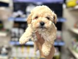 Maltipoo miniklerimiz kg garantili