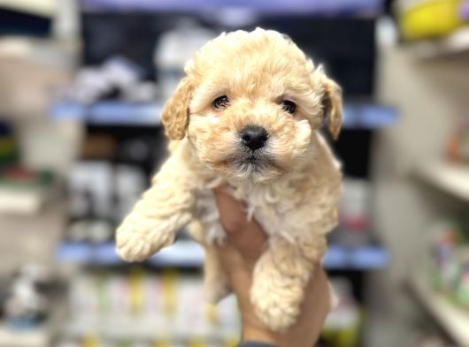 Maltipoo Miniklerimiz Kg Garantili