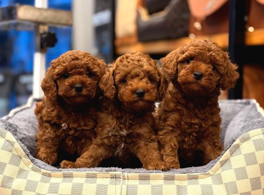 Toy Poodle Yavrularimiz