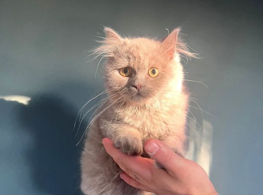Longhair Lilac Kız görsel