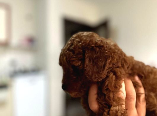 Dişi Red Brown Kg Garantili Toy Poodle Yavru görsel