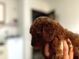 Dişi En Koyusundan Poodle Yavrumuz Teacup
