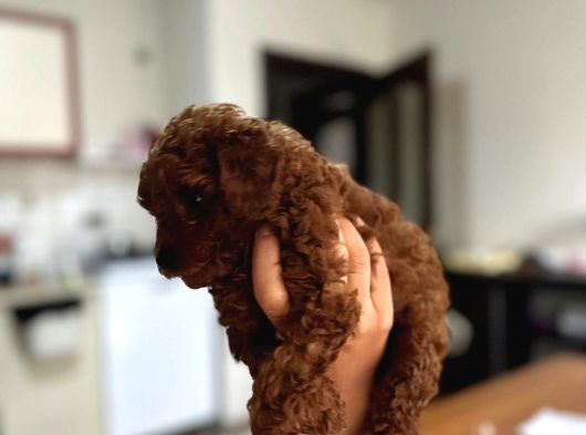 Dişi En Koyusundan Poodle Yavrumuz Teacup görsel