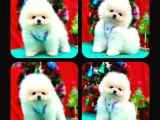 Irk Ve Sağlık Garantili Pomeranian Boo Bebekler Teslime Hazı