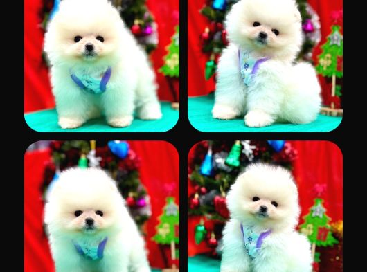 Irk Ve Sağlık Garantili Pomeranian Boo Bebekler Teslime Hazı görsel