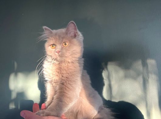Longhair Lilac Kız görsel