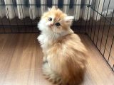 1 kalite Golden british longhair ny12 DİŞİ