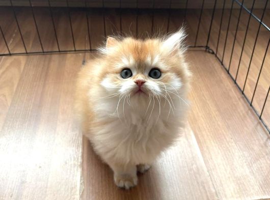 1 Kalite Golden British Longhair Ny12 Di̇şi̇ görsel