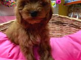 Cockapoo Yavrularimiz