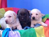 Labrador Bebekler