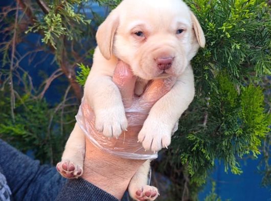 Labrador Bebekler