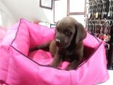 Labrador Bebekler
