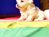Maltese Yavrular