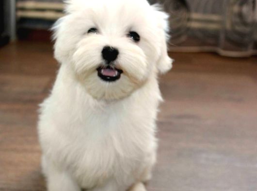 Maltese Yavrular görsel