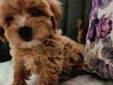 Maltipoo Yavrular