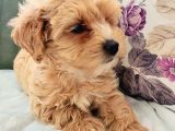Maltipoo Yavrular