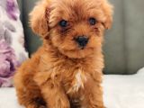 Toy Poodle Yavrularımız
