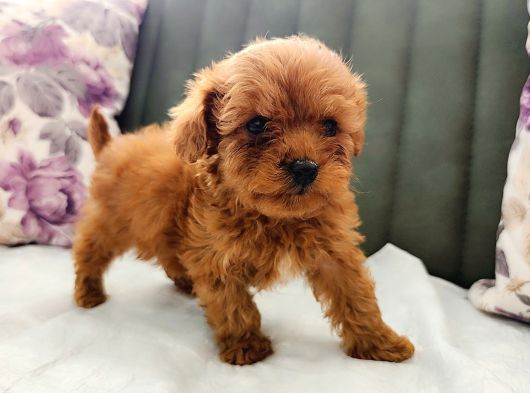 Toy Poodle Yavrularımız görsel