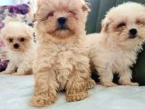 Morkie Yavrular