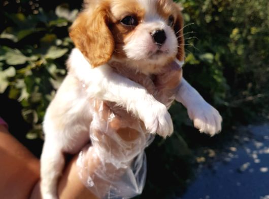 King Charles Cavalier Yavruları