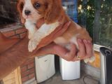 King Charles Cavalier Yavruları