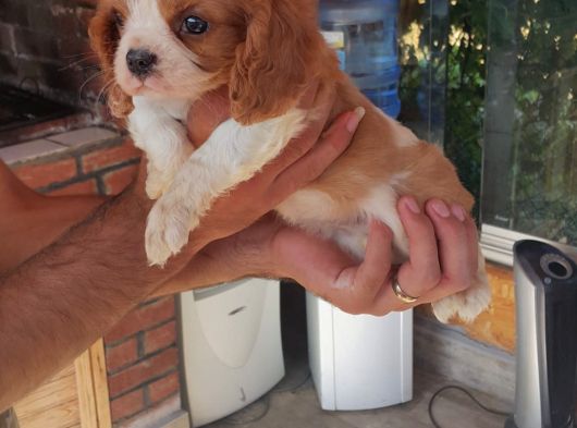 King Charles Cavalier Yavruları görsel