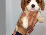 King Charles Cavalier Yavruları
