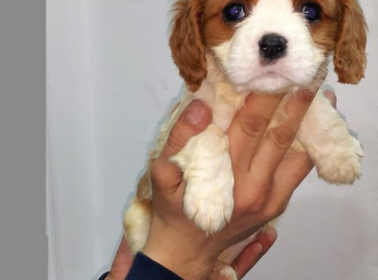 King Charles Cavalier Yavruları görsel