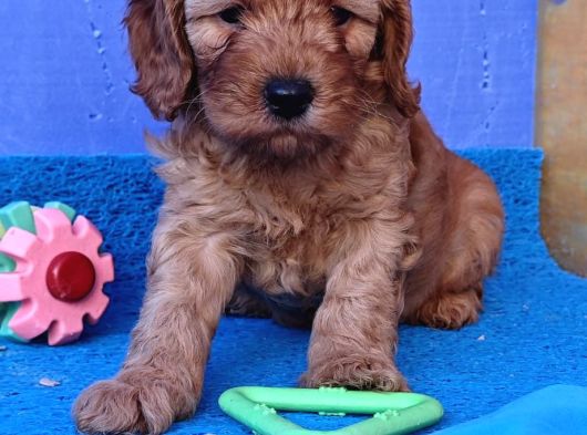 Cockapoo Yavrularimiz görsel