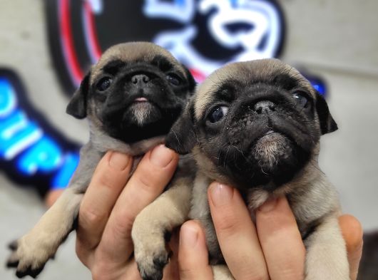 Safkan ırk garantili pug mops yavrularımız