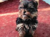 Safkan Irk Garantili Yorshire Terrier Yavrularımız