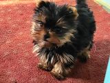 Safkan ırk garantili yorshire terrier yavrularımız