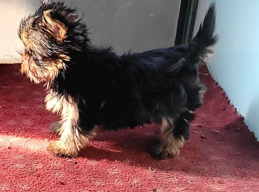 Safkan Irk Garantili Yorshire Terrier Yavrularımız görsel