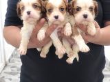 Safkan Irk Garantili King Charles Cavalier Yavruları