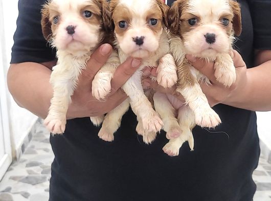 Safkan Irk Garantili King Charles Cavalier Yavruları görsel