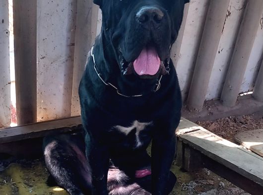 Genç Cane Corsolar
