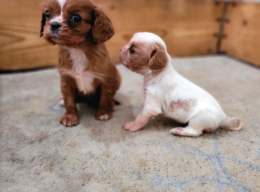 Safkan Irk Garantili King Charles Cavalier Yavruları