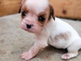 Safkan Irk Garantili King Charles Cavalier Yavruları
