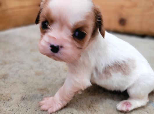 Safkan Irk Garantili King Charles Cavalier Yavruları görsel