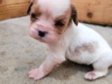 Safkan Irk Garantili King Charles Cavalier Yavruları