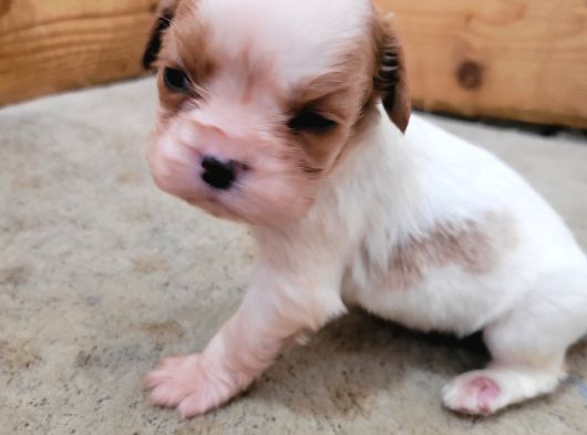 Safkan Irk Garantili King Charles Cavalier Yavruları görsel